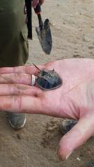 Tachypleus tridentatus