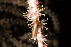 Thelyphassa lineata