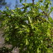Juniperus navicularis - Photo (c) Clover9, μερικά δικαιώματα διατηρούνται (CC BY)