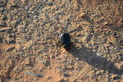 Pimelia arabica