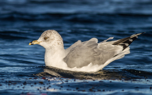 Ring-billed Gull photographed in Maine