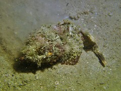 Scorpaenopsis macrochir