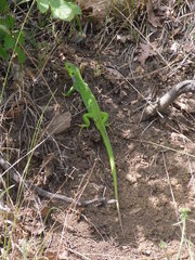 Lacerta diplochondrodes