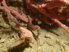 Hippocampus comes