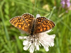Melitaea athalia