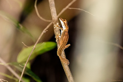 Uroplatus guentheri