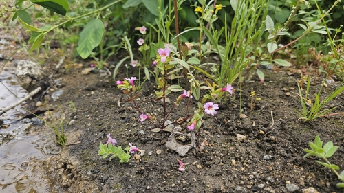 Erythranthe acutidens (Erythranthe acutidens)