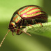 Leaf Beetles - Photo (c) Katja Schulz, some rights reserved (CC BY)