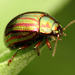 Chrysolina - Photo (c) Katja Schulz, some rights reserved (CC BY)