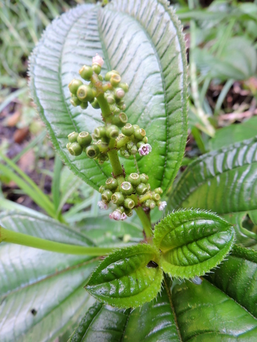 Miconia racemosa