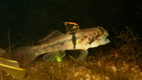 Banded gudgeon goby (Redigobius balteatus) — Gobiidae — 5
