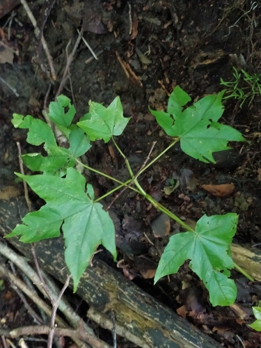 Image of Acer lobelii by (c) Francesco Santoro, some rights reserved (CC BY)