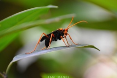 Leptodialepis bipartitus