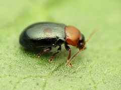 Podagrica malvae