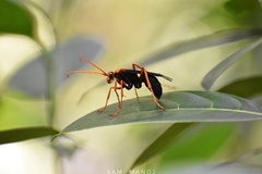 Leptodialepis bipartitus