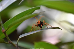 Leptodialepis bipartitus