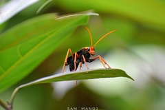 Leptodialepis bipartitus