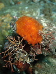 Dendrodoris guttata image