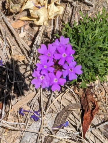 Image of Verbena pulchella by (c) Robert Guralnick, some rights reserved (CC BY)
