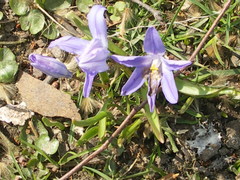 Scilla luciliae