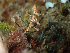 Cabangus regius