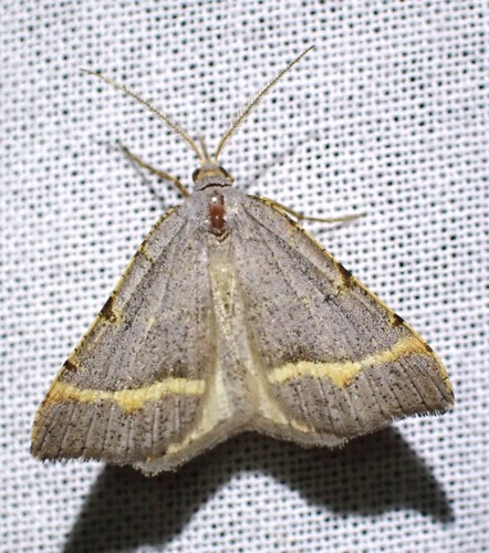 Macaria guenearia photo 5