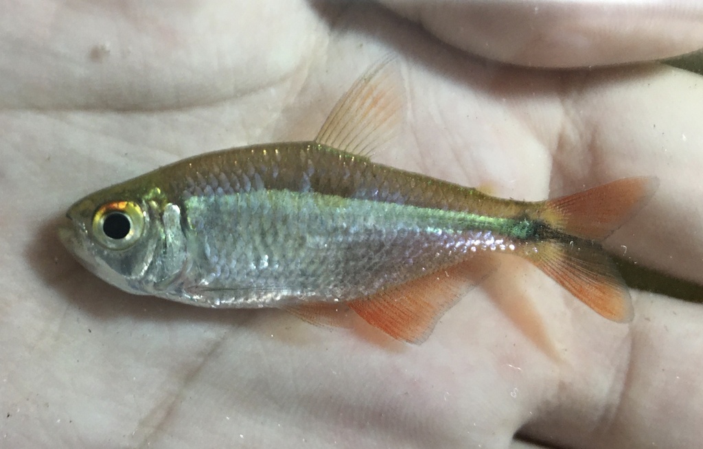 Buenos Aires Tetra