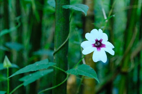 Thunbergia mildbraediana