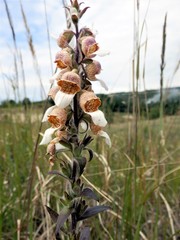 Digitalis lanata