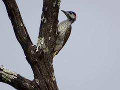 Campethera bennettii