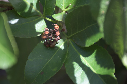 Image of Searsia natalensis by (c) Andrew Gillespie, some rights reserved (CC BY-SA)