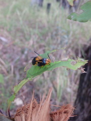 Lamprolina simillima