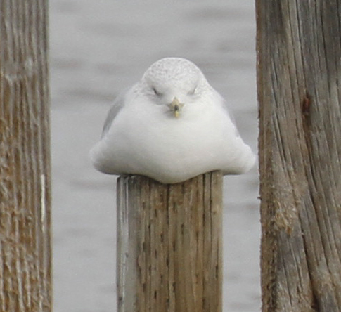 Ring-billed Gull｜环嘴鸥 参考照片