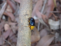 Lamprolina simillima