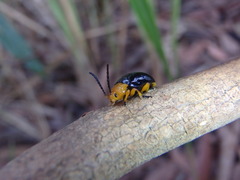 Lamprolina simillima