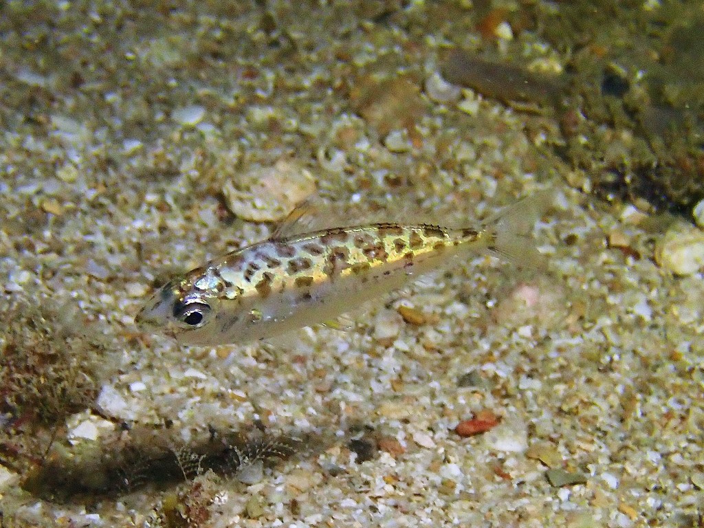 Elongate Ponyfish