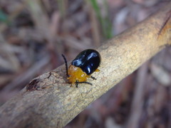 Lamprolina simillima