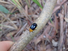 Lamprolina simillima