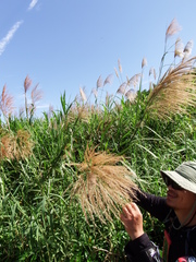 Phragmites vallatoria