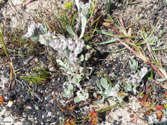 Helichrysum litorale