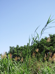 Phragmites vallatoria