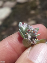 Helichrysum litorale