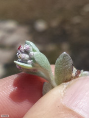 Helichrysum litorale