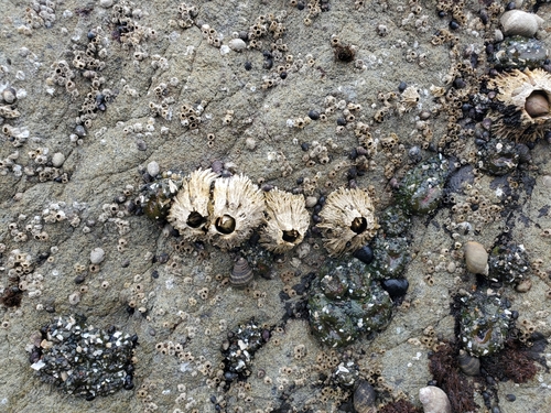 Thatched Barnacle, Clallam County, WA, USA, photo 6 of 10