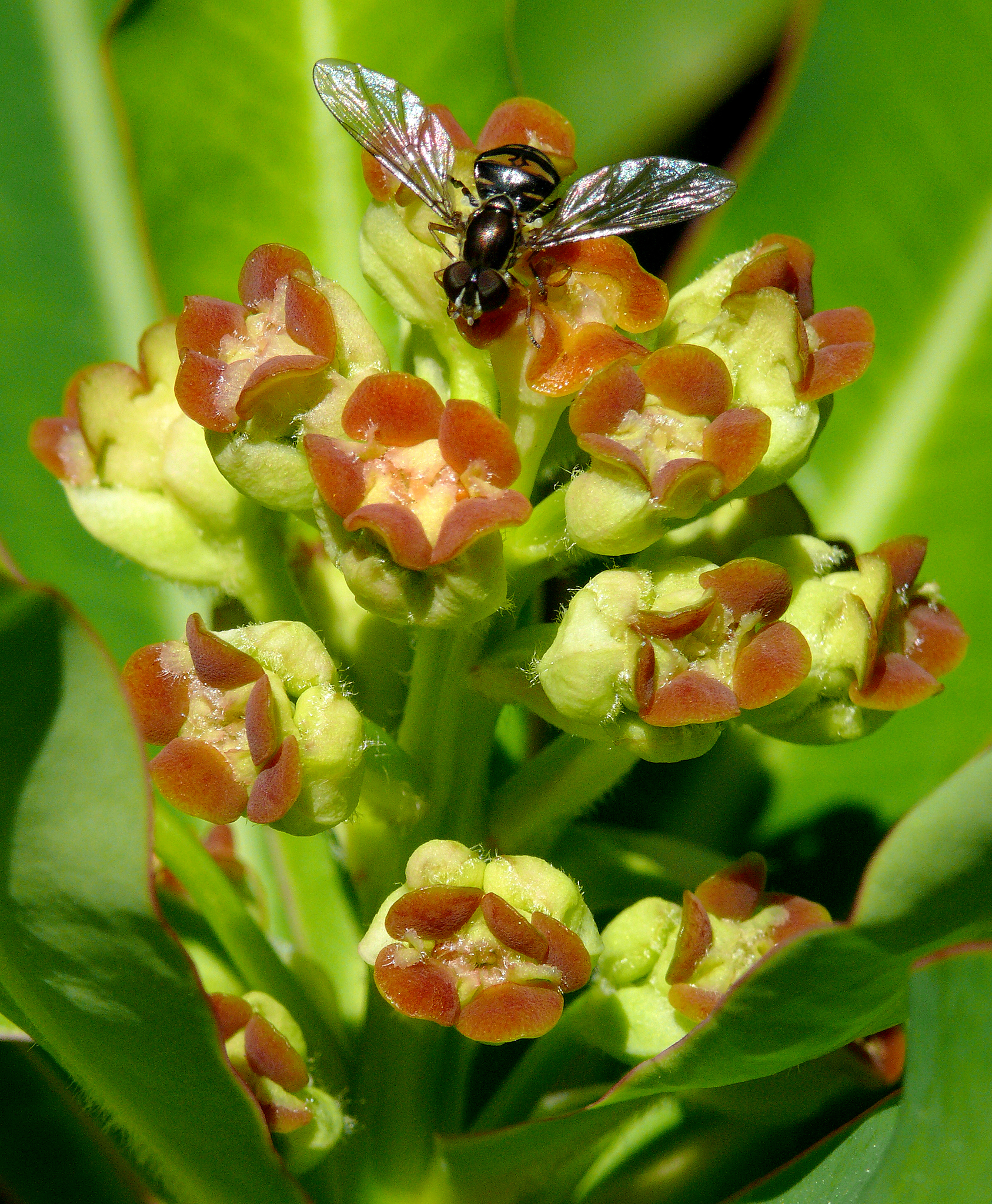 Euphorbia mellifera