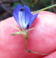 Psoralea monophylla