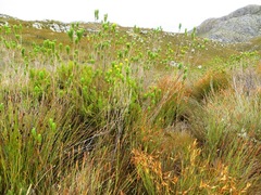 Ursinia caledonica