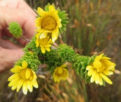 Ursinia caledonica