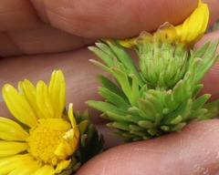 Ursinia caledonica