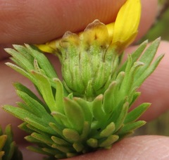 Ursinia caledonica